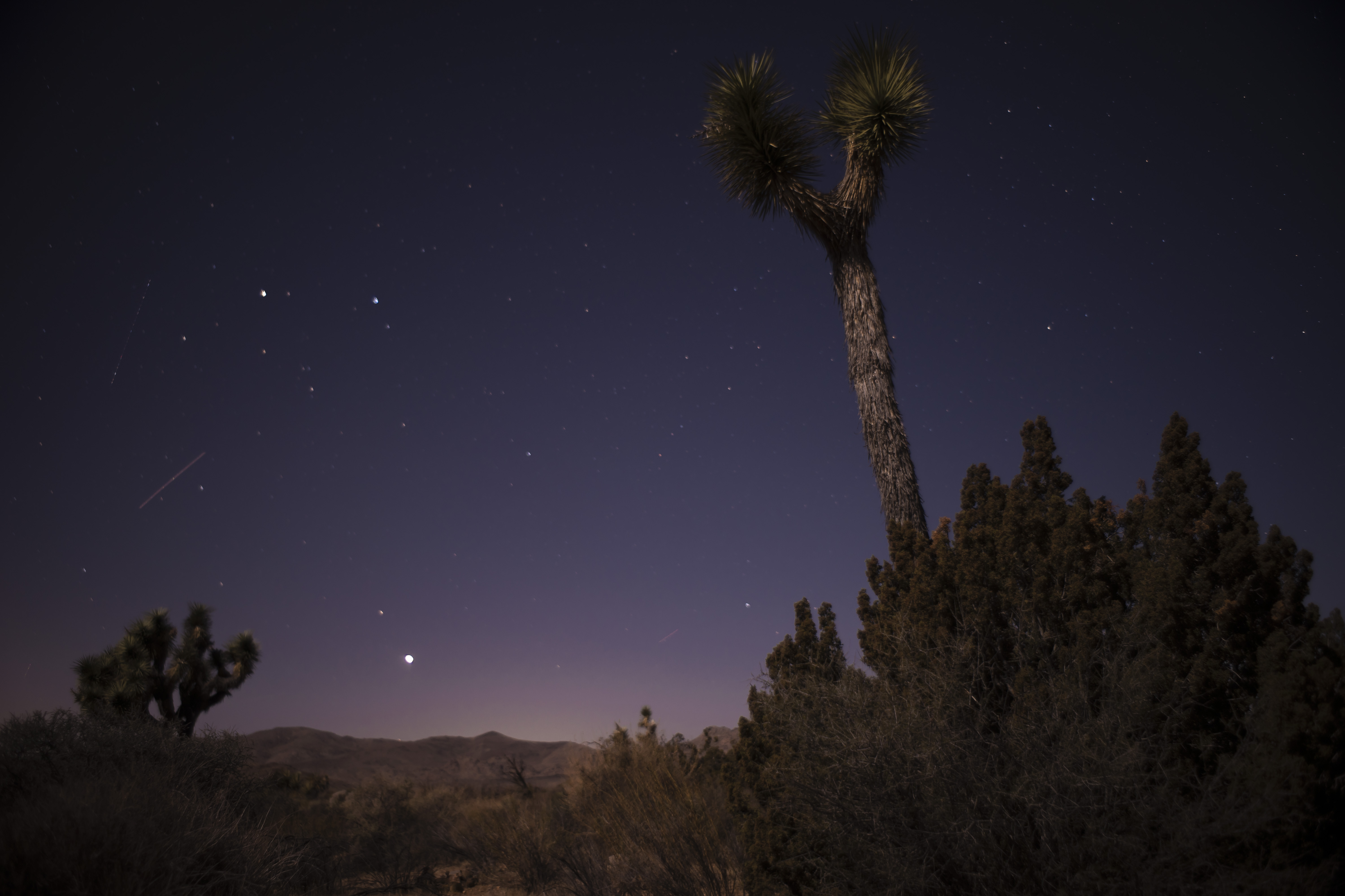 Gallery: Joshua Tree National Park